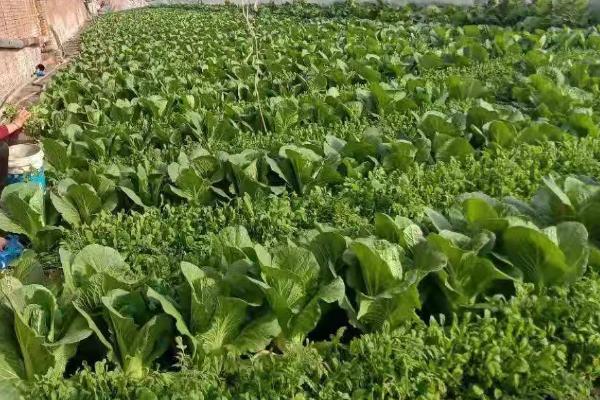 冬季确保大棚蔬菜增产的措施,整地前要施入充足的优质有机肥