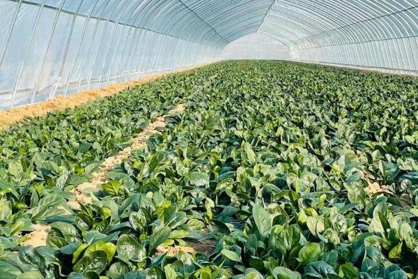 冬季确保大棚蔬菜增产的措施,整地前要施入充足的优质有机肥