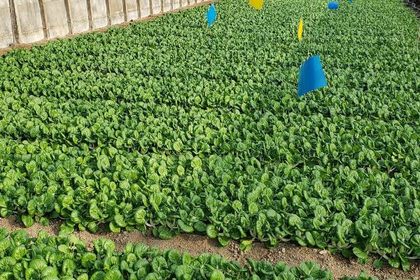 冬季确保大棚蔬菜增产的措施,整地前要施入充足的优质有机肥