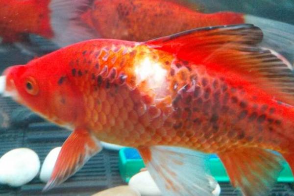 金鱼的鱼鳞为什么会脱落,可能是受到外伤、患有竖鳞病等原因所导致