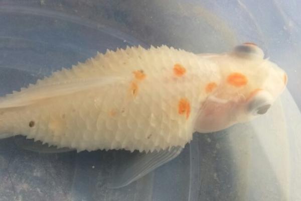 金鱼的鱼鳞为什么会脱落,可能是受到外伤、患有竖鳞病等原因所导致