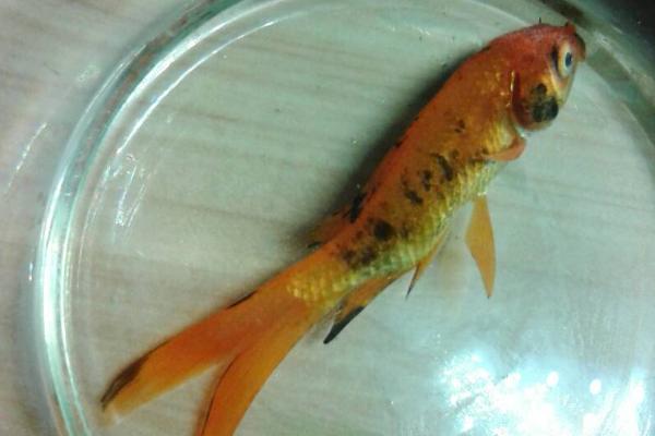 金鱼的鱼鳞为什么会脱落,可能是受到外伤、患有竖鳞病等原因所导致