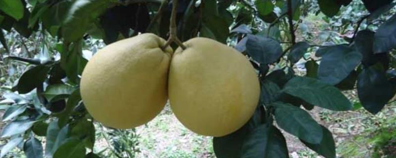 柚子有哪些品种