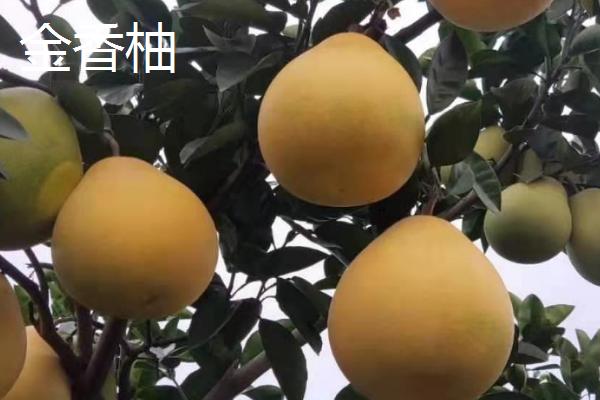 柚子有哪些品种,金香柚、坪山柚、桑麻柚、兰柚等品种较常见