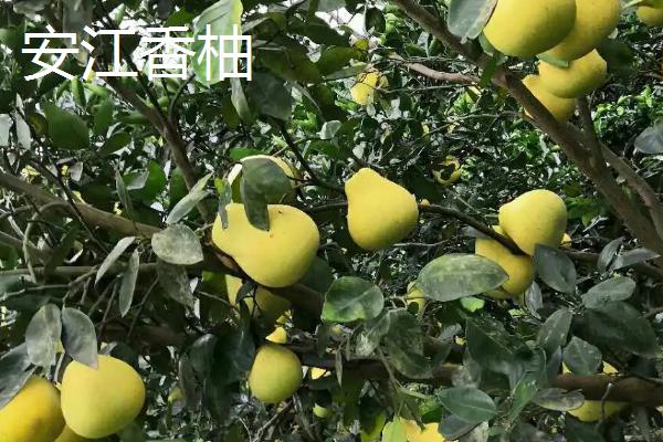 柚子有哪些品种,金香柚、坪山柚、桑麻柚、兰柚等品种较常见