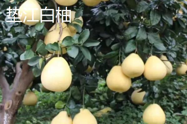 柚子有哪些品种,金香柚、坪山柚、桑麻柚、兰柚等品种较常见