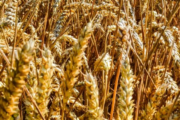 良星68小麦的特征特性,全生育期为234.7天