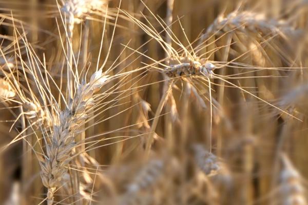 良星68小麦的特征特性,全生育期为234.7天