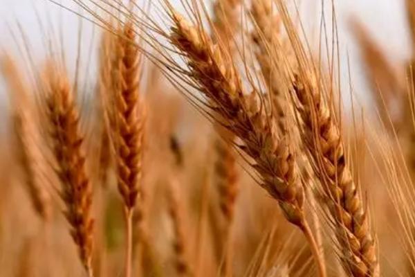 良星68小麦的特征特性,全生育期为234.7天