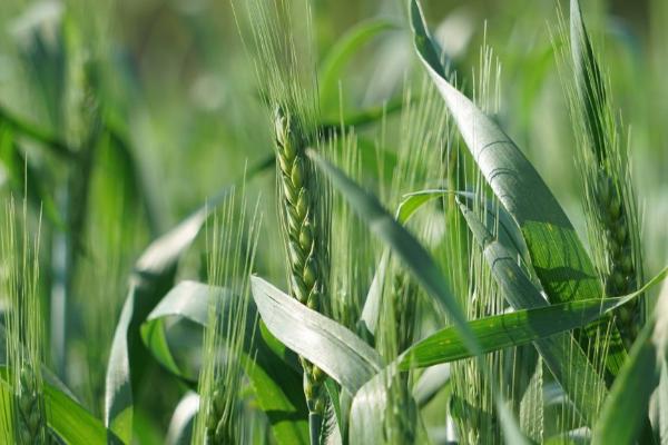 良星68小麦的特征特性,全生育期为234.7天