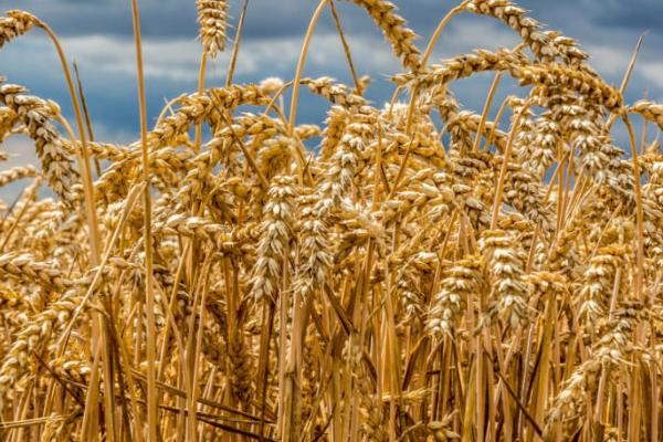 良星68小麦的特征特性,全生育期为234.7天