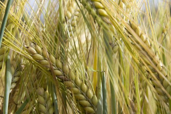 良星68小麦的特征特性,全生育期为234.7天