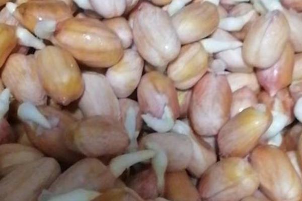 花生怎么催芽,用温水浸种后再放置于适温环境中