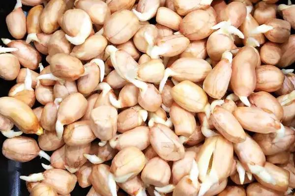 花生怎么催芽,用温水浸种后再放置于适温环境中