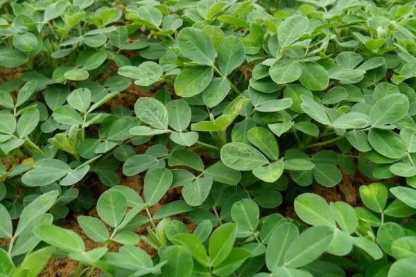 花生怎么催芽,用温水浸种后再放置于适温环境中