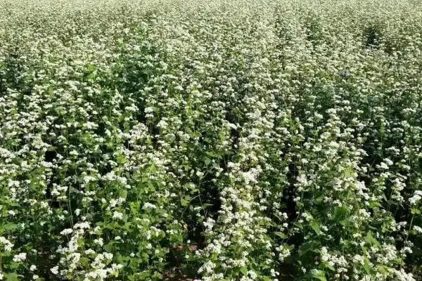 荞麦几月种,每年的春季和秋季进行播种