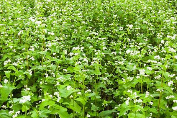 荞麦几月种,每年的春季和秋季进行播种