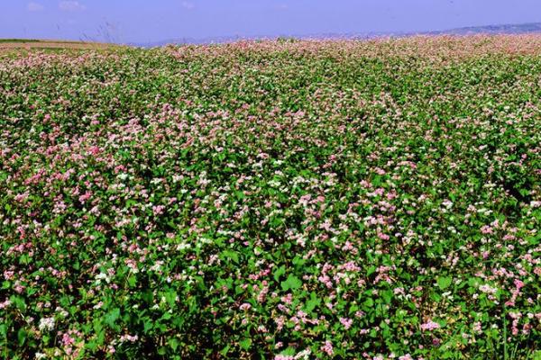 荞麦几月种,每年的春季和秋季进行播种