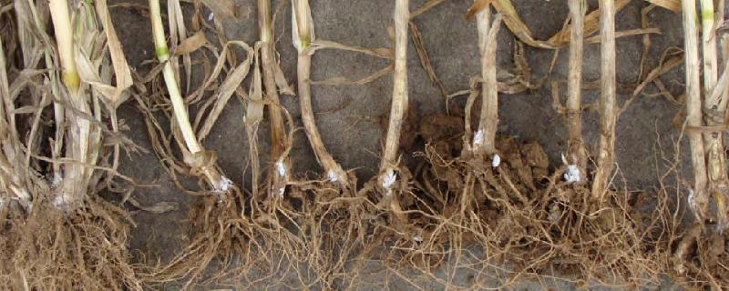 玉米耕葵粉蚧的危害