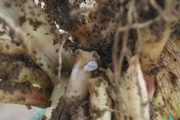玉米耕葵粉蚧的危害,主要为害叶鞘