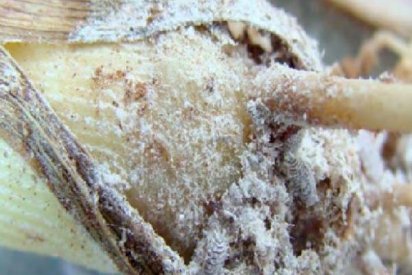 玉米耕葵粉蚧的危害,主要为害叶鞘