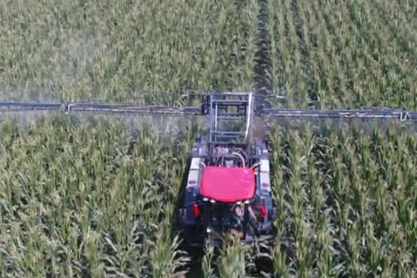 玉米耕葵粉蚧的危害,主要为害叶鞘