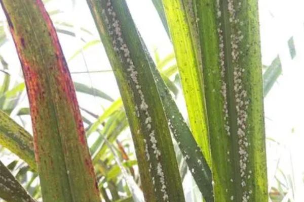甘蔗绵蚜虫,为害甘蔗在生长中后期