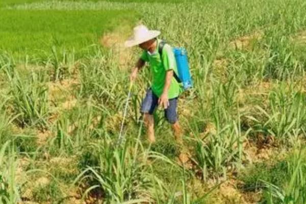 甘蔗绵蚜虫,为害甘蔗在生长中后期