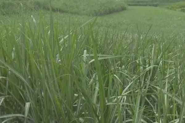 甘蔗绵蚜虫,为害甘蔗在生长中后期