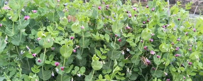 豌豆开什么颜色的花