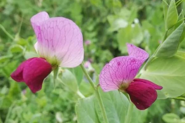 豌豆开什么颜色的花,开花多是白色或紫色