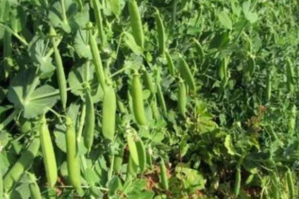 豌豆开什么颜色的花,开花多是白色或紫色