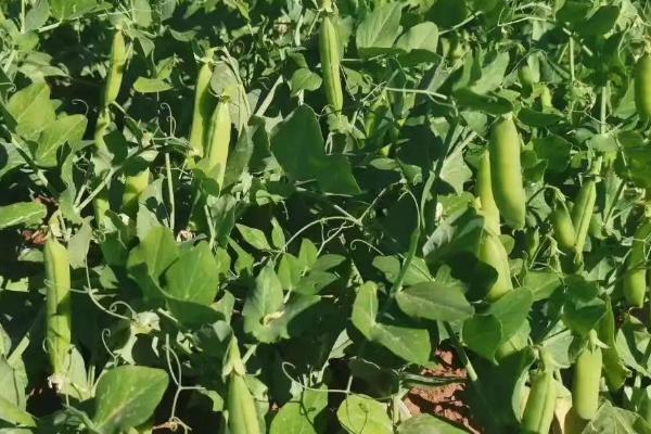 豌豆开什么颜色的花,开花多是白色或紫色