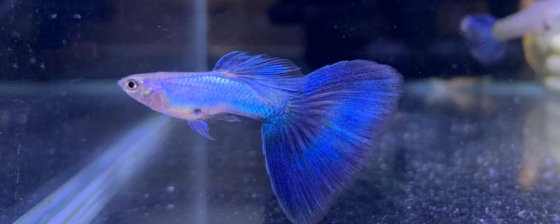 鱼多久生一次小鱼