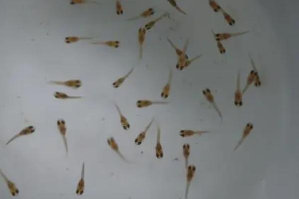 鱼多久生一次小鱼,不同种类的鱼繁殖周期也不同