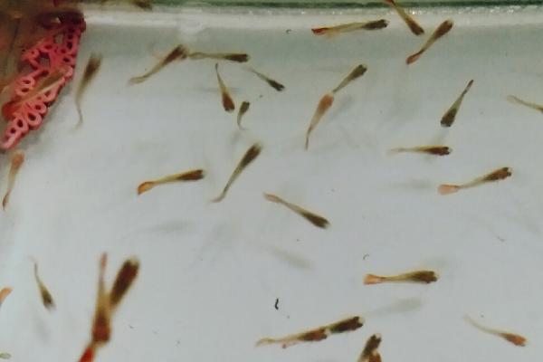 鱼多久生一次小鱼,不同种类的鱼繁殖周期也不同