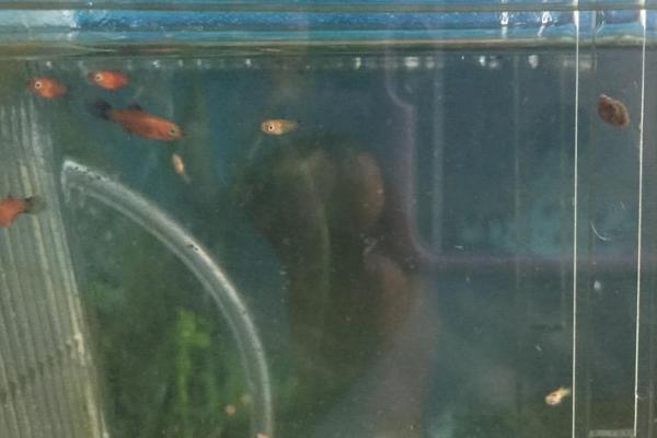 鱼多久生一次小鱼,不同种类的鱼繁殖周期也不同