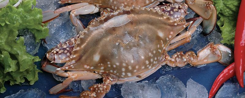 飞蟹和梭子蟹的区别