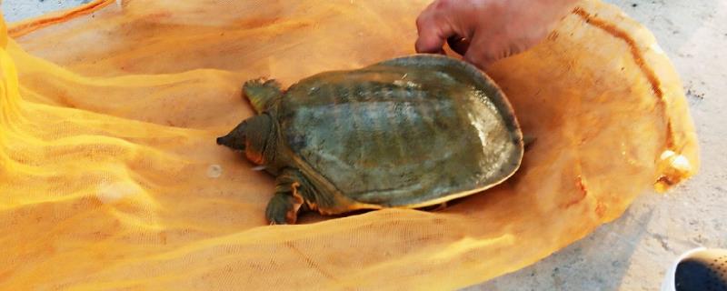 钓甲鱼用针好还是钩子好