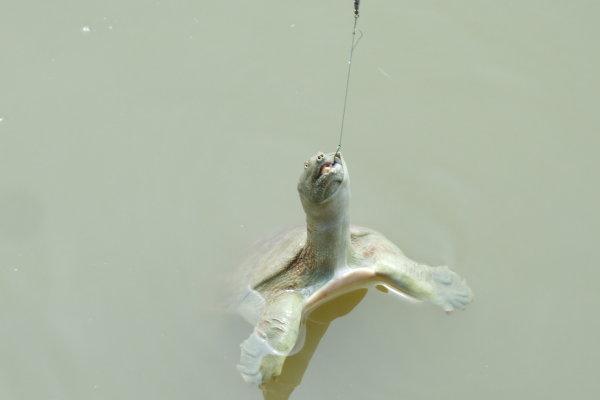 钓甲鱼用针好还是钩子好,钩子比用针更合适