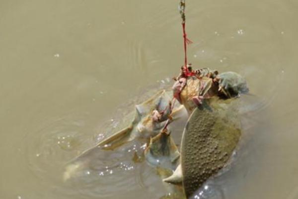 钓甲鱼用针好还是钩子好,钩子比用针更合适