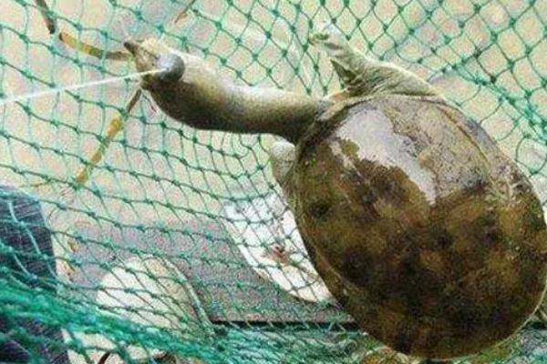 钓甲鱼用针好还是钩子好,钩子比用针更合适