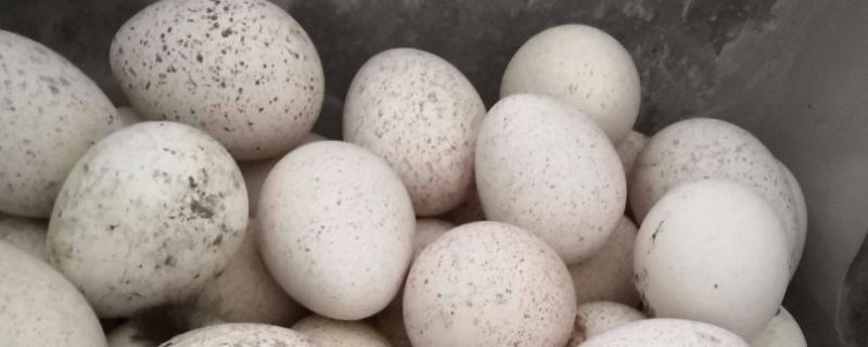 火鸡孵化温度和湿度