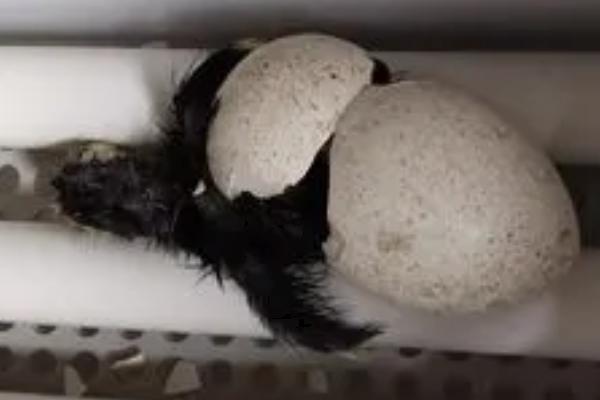 火鸡孵化温度和湿度,不同时间段要求的温湿度不同