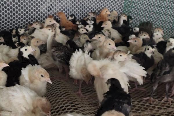 火鸡孵化温度和湿度,不同时间段要求的温湿度不同