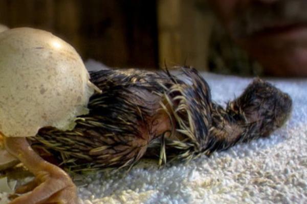 火鸡孵化温度和湿度,不同时间段要求的温湿度不同