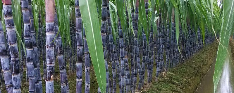 冬季甘蔗如何防治蚜虫