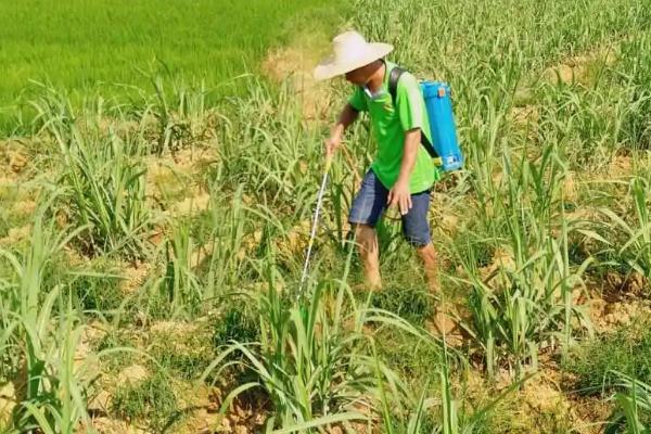 冬季甘蔗如何防治蚜虫,注意检查茎叶并及时用药物防治