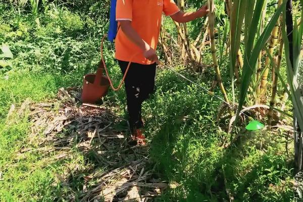 冬季甘蔗如何防治蚜虫,注意检查茎叶并及时用药物防治