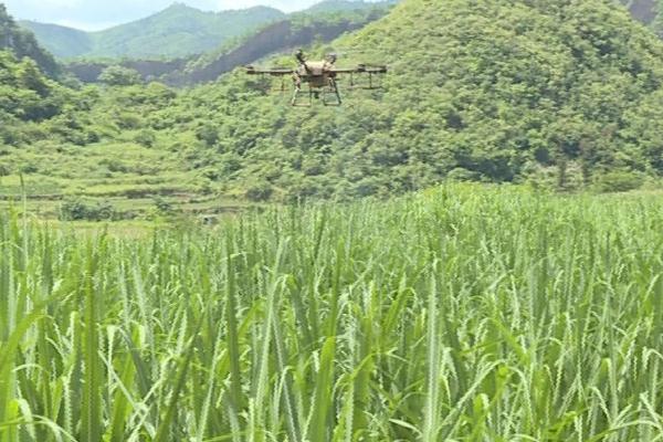 冬季甘蔗如何防治蚜虫,注意检查茎叶并及时用药物防治